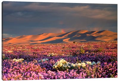 Distant Rainbow And Wildflower Field, Dumont Dunes, Mojave Desert, California, USA Canvas Art Print