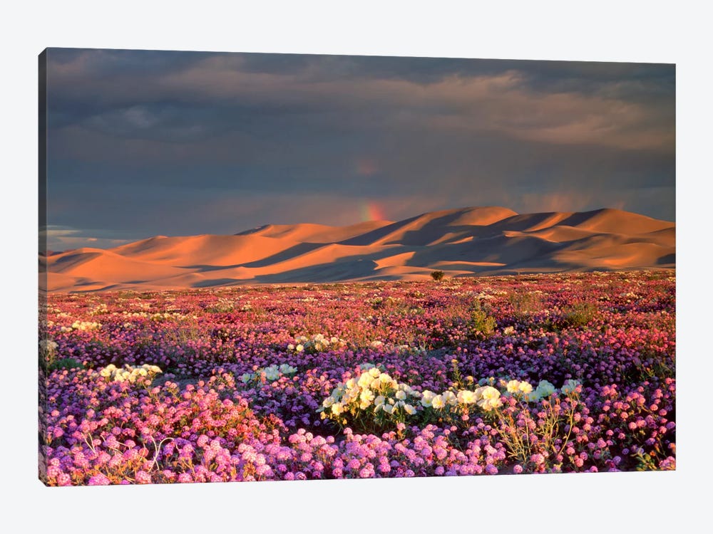 Distant Rainbow And Wildflower Field, Dumont Dunes, Mojave Desert, California, USA by Christopher Talbot Frank 1-piece Canvas Wall Art