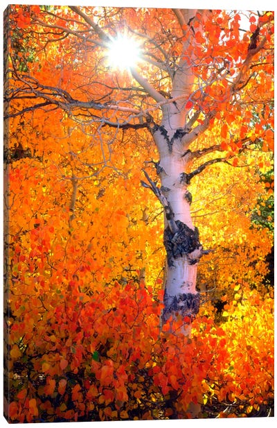 Colorful Aspen Tree In Autumn, Sierra Nevada, California, USA Canvas Art Print - Autumn & Thanksgiving