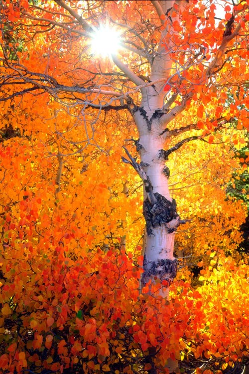 Colorful Aspen Tree In Autumn, Sierra Nevada, California, USA