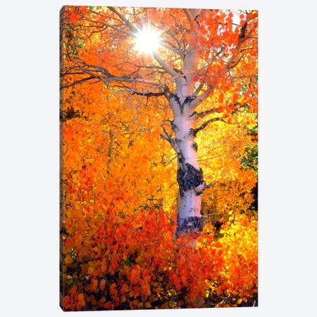 Colorful Aspen Tree In Autumn, Sierra Nevada, California, USA Canvas Print #CTF13} by Christopher Talbot Frank Canvas Artwork