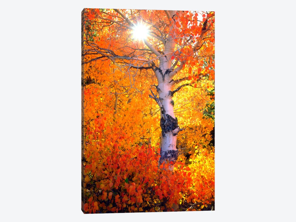 Colorful Aspen Tree In Autumn, Sierra Nevada, California, USA by Christopher Talbot Frank 1-piece Canvas Print