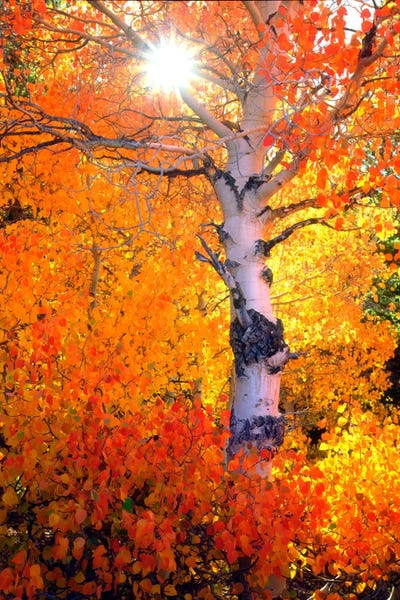 Tree Close-Ups: Colorful Aspen Tree In Autumn, Sierra Nevada, California, USA by Christopher Talbot Frank