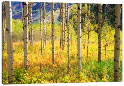 Autumn Landscape, Rocky Mountains, Colorado, USA Canvas Art Print - Aspen and Birch Trees