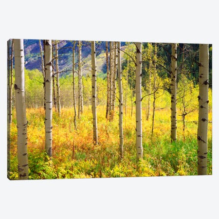 Autumn Landscape, Rocky Mountains, Colorado, USA Canvas Print #CTF14} by Christopher Talbot Frank Canvas Print