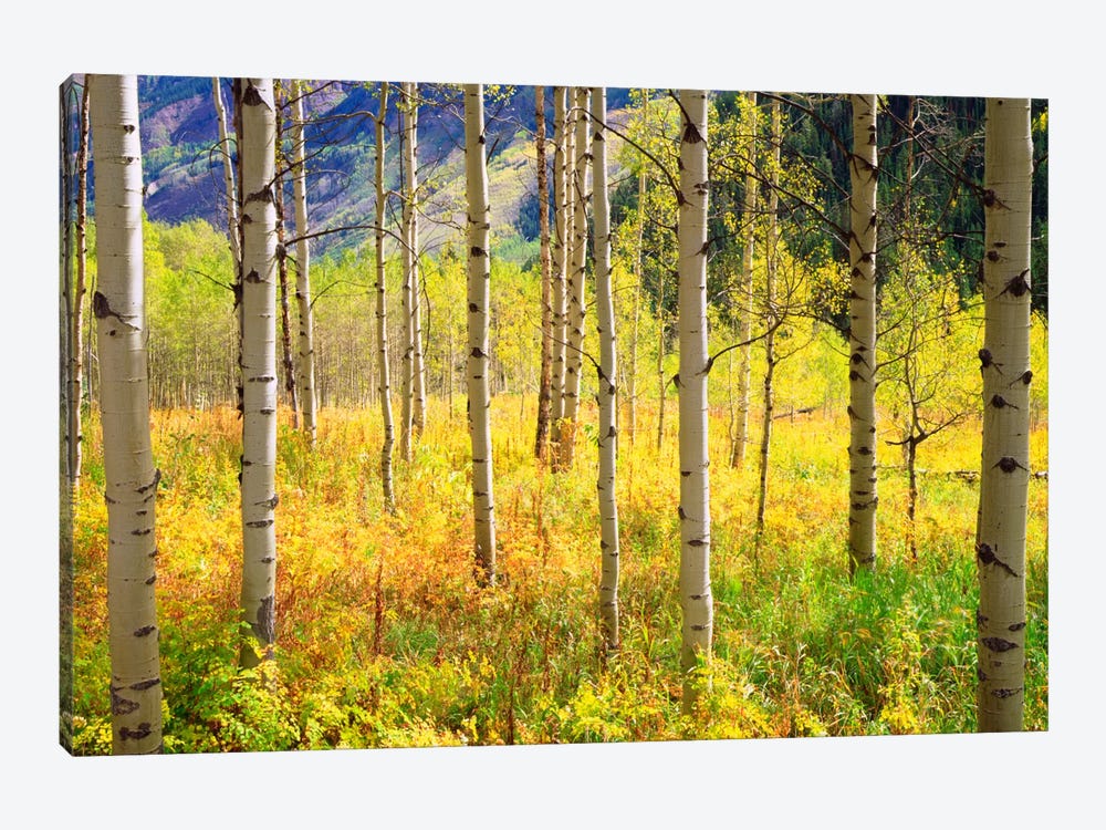 Autumn Landscape, Rocky Mountains, Colorado, USA by Christopher Talbot Frank 1-piece Canvas Artwork