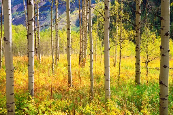 Rocky Mountains: Autumn Landscape, Rocky Mountains, Colorado, USA by Christopher Talbot Frank