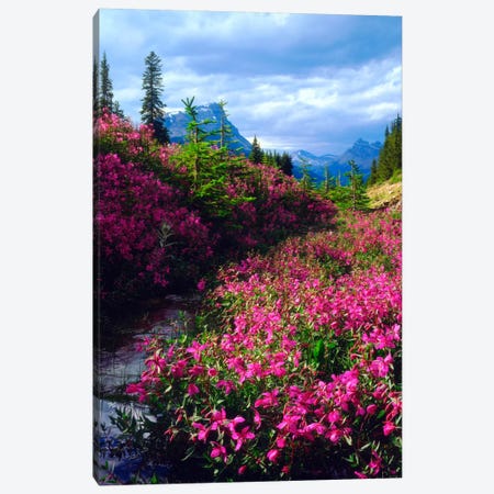 Wildflowers, Banff National Park, Alberta, Canada Canvas Print #CTF3} by Christopher Talbot Frank Canvas Print