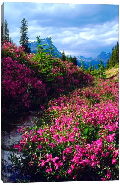 Wildflowers, Banff National Park, Alberta, Canada Canvas Art Print - Seasonal Art