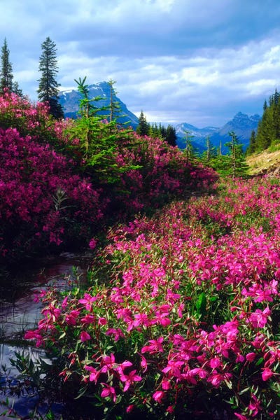 Canada: Wildflowers, Banff National Park, Alberta, Canada by Christopher Talbot Frank