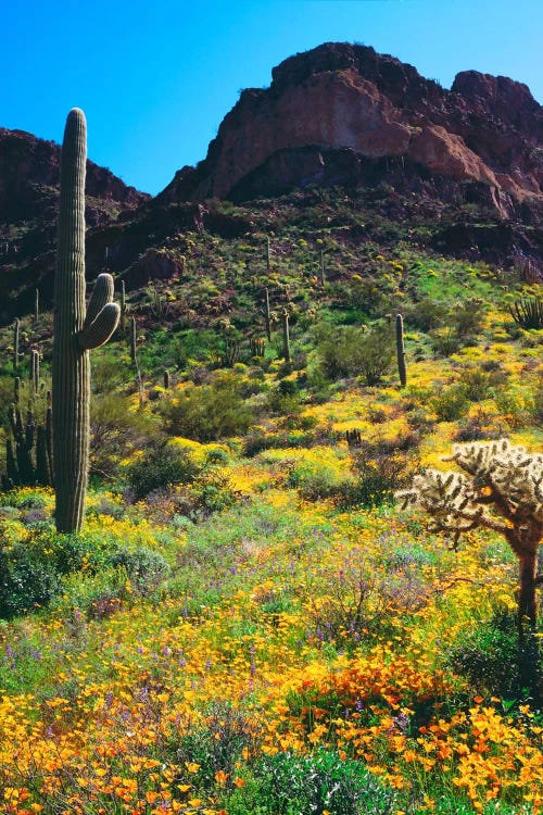 American Southwest Landscape, Organ Pipe Cactus National Monument, Pima County, Arizona, USA