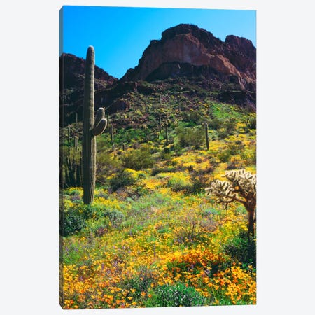 American Southwest Landscape, Organ Pipe Cactus National Monument, Pima County, Arizona, USA Canvas Print #CTF6} by Christopher Talbot Frank Canvas Art