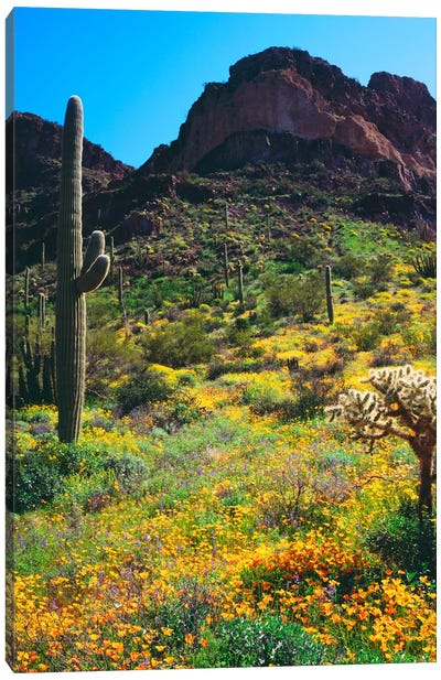 American Southwest Landscape, Organ Pipe Cactus National Monument, Pima County, Arizona, USA Canvas Art Print - Arizona Art