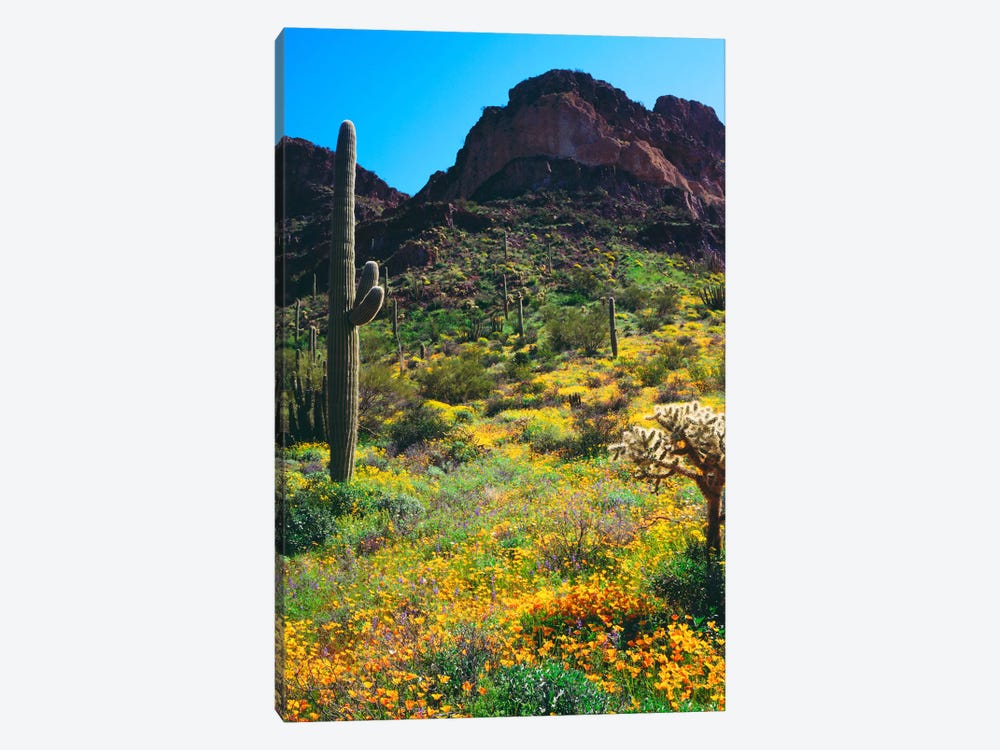 American Southwest Landscape, Organ Pipe Cactus National Monument, Pima County, Arizona, USA 1-piece Art Print