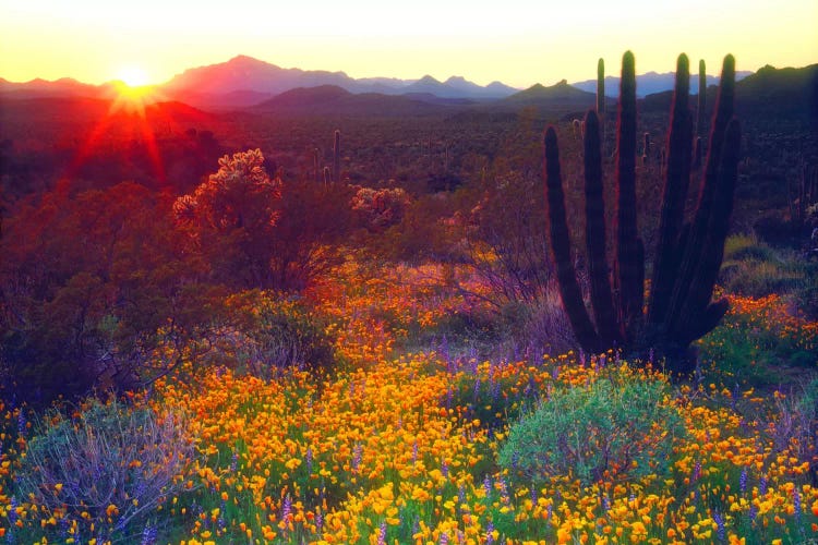 Sunset Over An American Southwest Landscape, Organ Pipe National Monument, Pima County, Arizona, USA