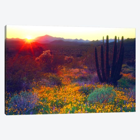 Sunset Over An American Southwest Landscape, Organ Pipe National Monument, Pima County, Arizona, USA Canvas Print #CTF7} by Christopher Talbot Frank Canvas Art
