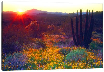 Sunset Over An American Southwest Landscape, Organ Pipe National Monument, Pima County, Arizona, USA Canvas Art Print - Sunrises & Sunsets Scenic Photography