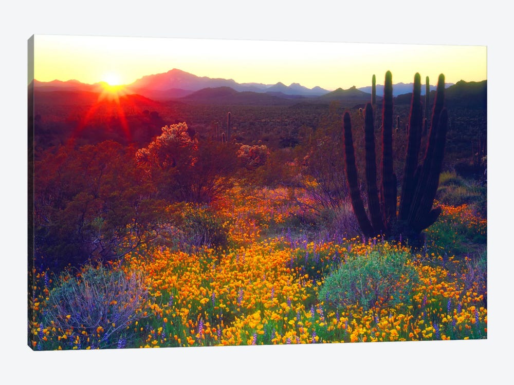 Sunset Over An American Southwest Landscape, Organ Pipe National Monument, Pima County, Arizona, USA by Christopher Talbot Frank 1-piece Canvas Artwork