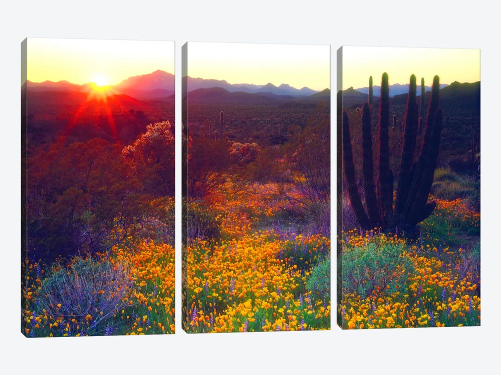 Sunset Over An American Southwest Landscape, Organ Pipe National Monument, Pima County, Arizona, USA by Christopher Talbot Frank 3-piece Canvas Art