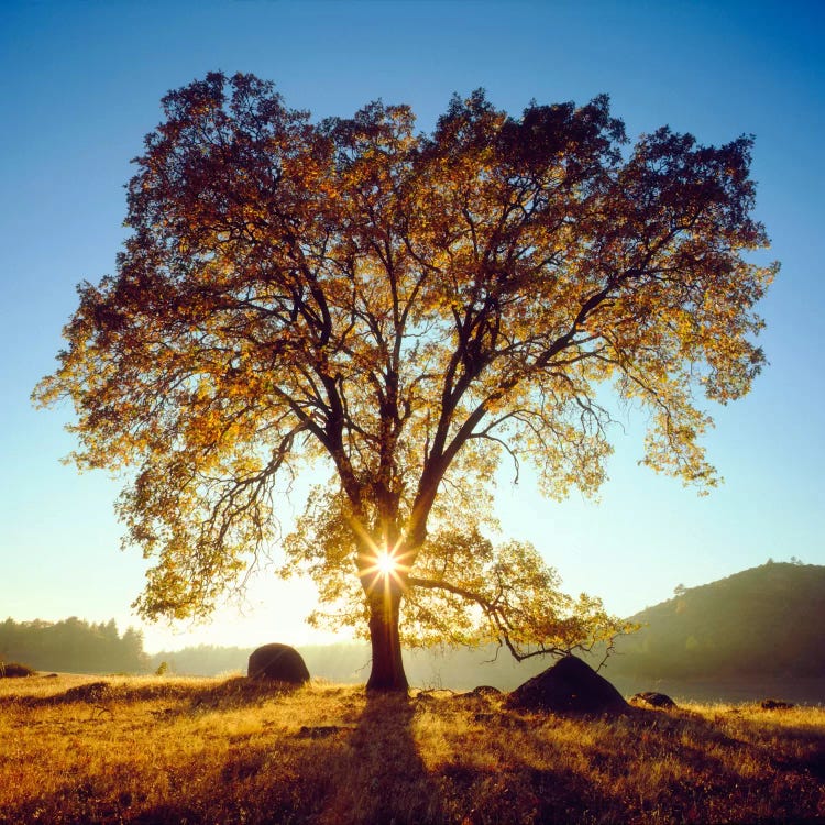 Majestic Black Oak Under An Autumn Sunrise, Cleveland National Forest, California, USA