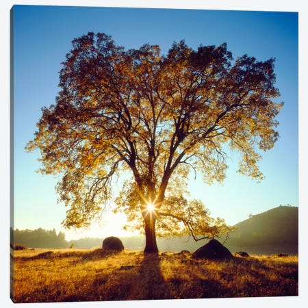 Majestic Black Oak Under An Autumn Sunrise, Cleveland National Forest, California, USA Canvas Print #CTF9} by Christopher Talbot Frank Canvas Art Print