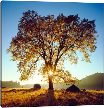 Majestic Black Oak Under An Autumn Sunrise, Cleveland National Forest, California, USA Canvas Art Print - Golden Hour