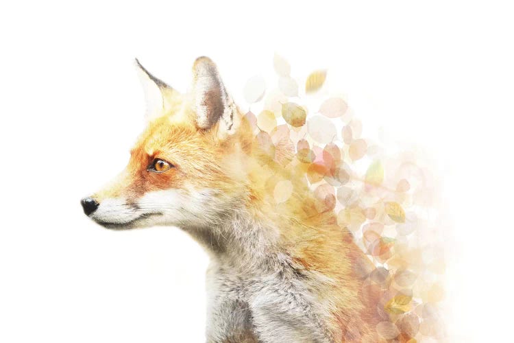 Winter Foxy by Emanuela Carratoni wall art