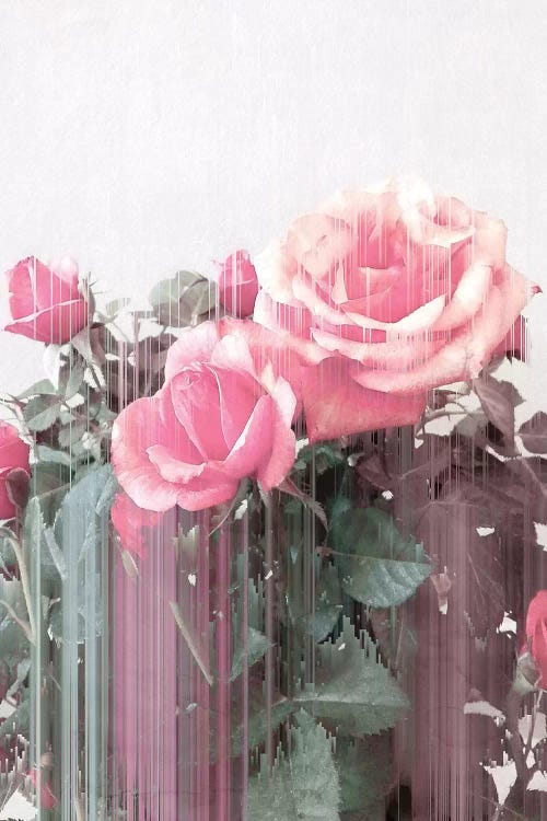 Rose All Day by Emanuela Carratoni wall art