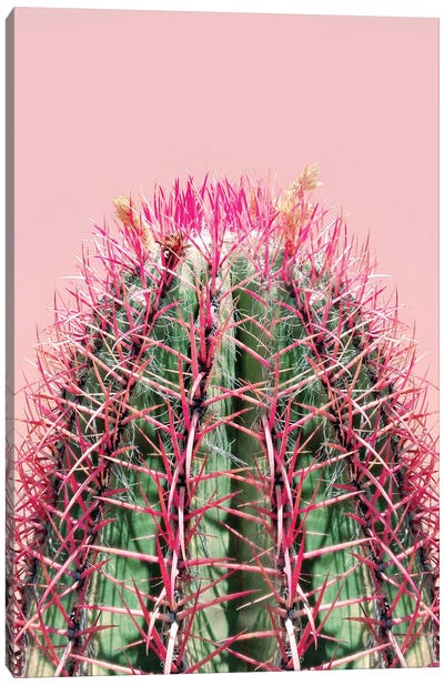 Cactus On Pink Canvas Art Print - Green & Pink Art
