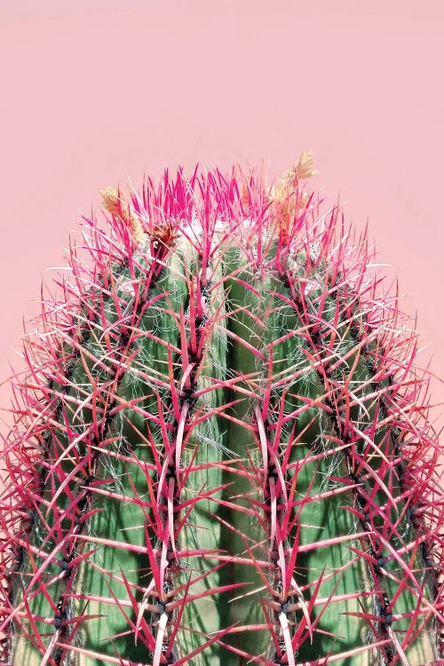 Cactus On Pink