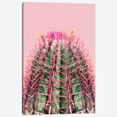 Cactus On Pink Canvas Print #CTI14} by Emanuela Carratoni Canvas Wall Art