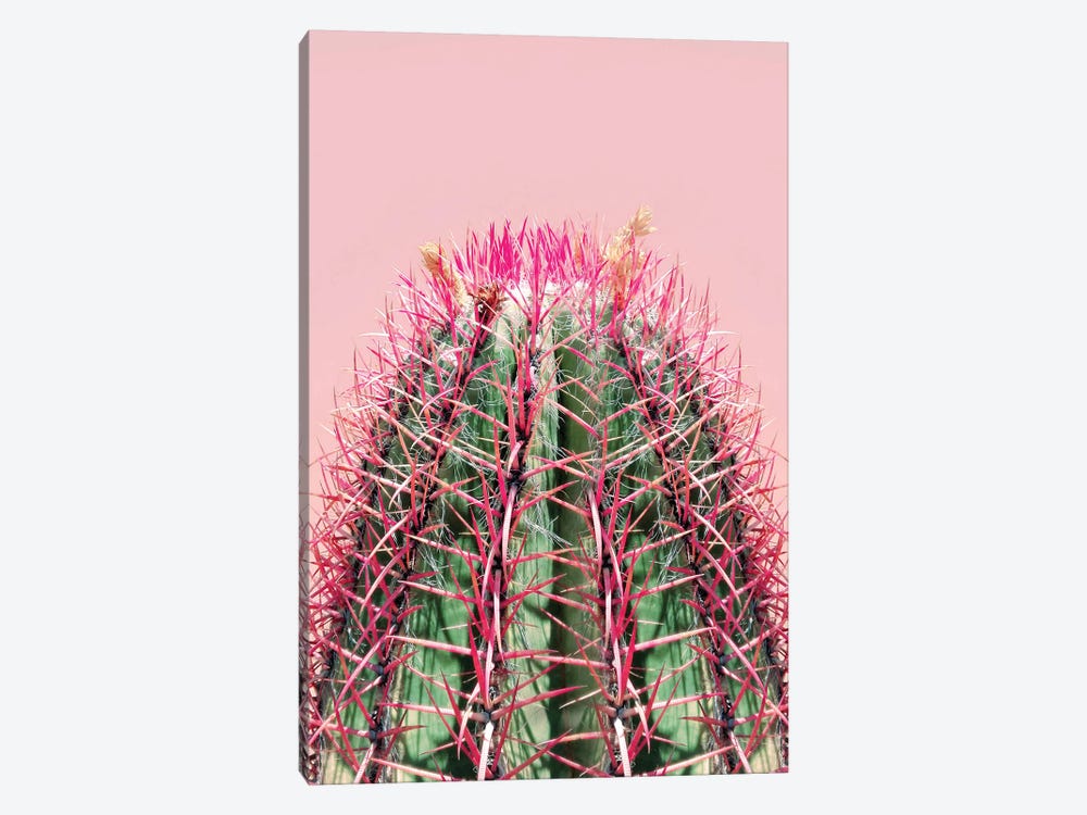 Cactus On Pink by Emanuela Carratoni 1-piece Canvas Art