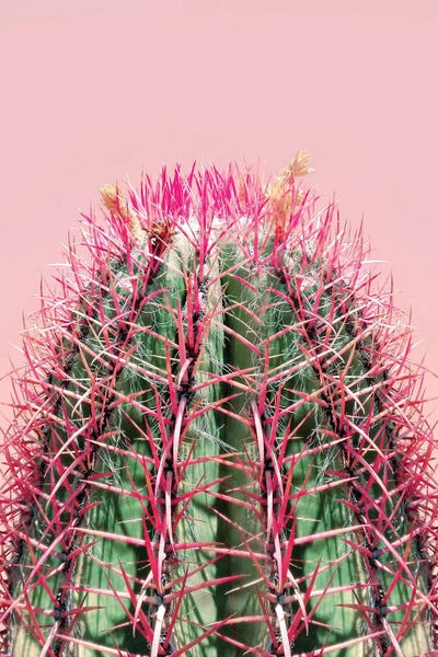 Cacti: Cactus On Pink by Emanuela Carratoni