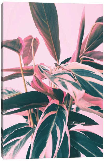 Pink Kalathea I Canvas Art Print - Pink Art