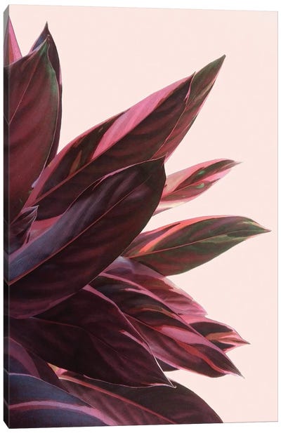 Pink Kalathea II Canvas Art Print - Emanuela Carratoni