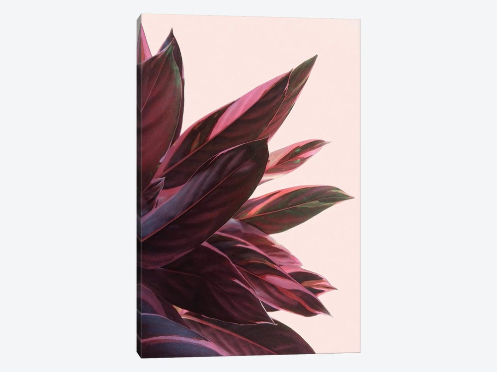 Pink Kalathea II by Emanuela Carratoni 1-piece Canvas Print