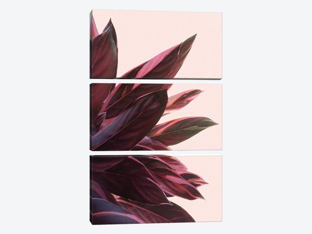 Pink Kalathea II by Emanuela Carratoni 3-piece Canvas Art Print
