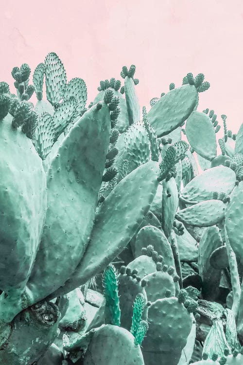Cactus Forest On Pink