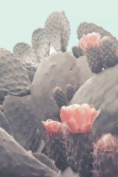 Desert Cactus Blossom by Emanuela Carratoni canvas print