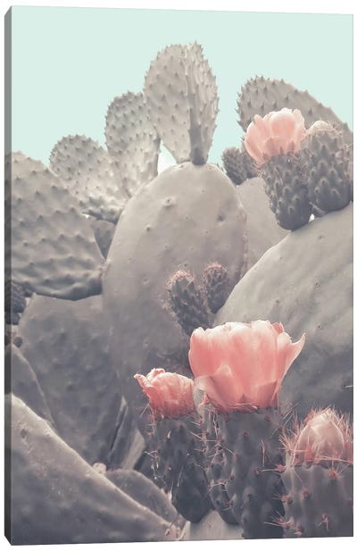 Desert Cactus Blossom Canvas Art Print - Emanuela Carratoni
