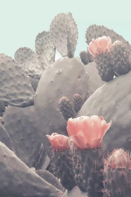 Desert Cactus Blossom