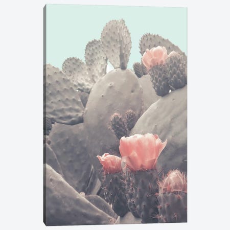 Desert Cactus Blossom Canvas Print #CTI201} by Emanuela Carratoni Art Print