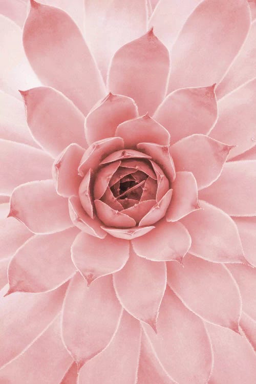 Pale Pink Succulent