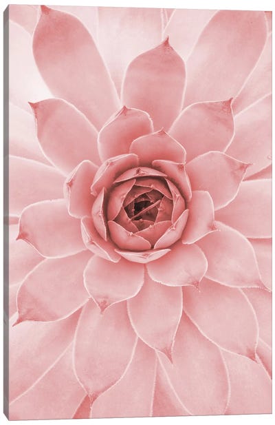 Pale Pink Succulent Canvas Art Print - Emanuela Carratoni