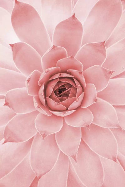 Pale Pink Succulent