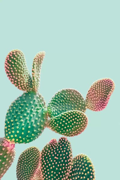 Pastel Cactus by Emanuela Carratoni metal wall art