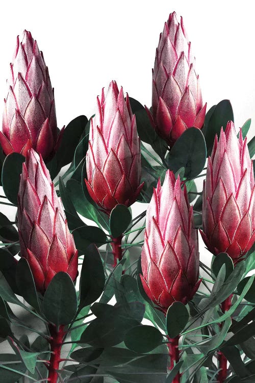 Protea Cynaroides