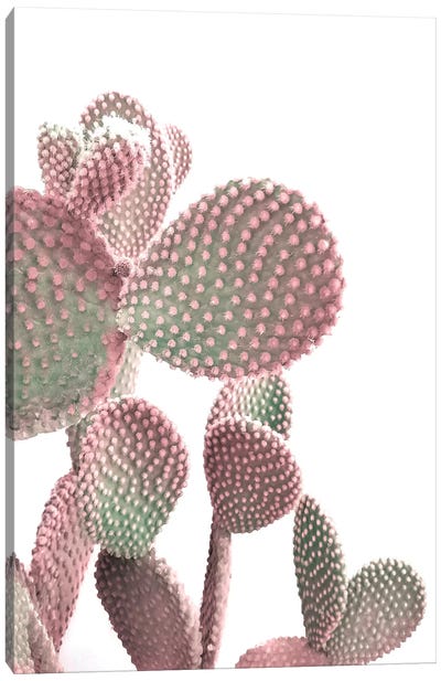 Cactus On White Canvas Art Print - Emanuela Carratoni