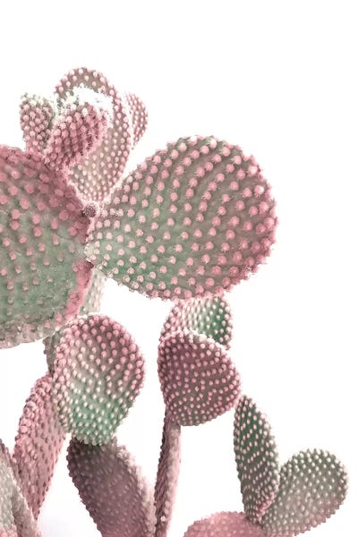 Minimalism: Cactus On White by Emanuela Carratoni