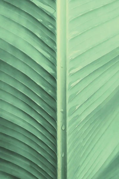 Banana Leaf by Emanuela Carratoni metal wall art
